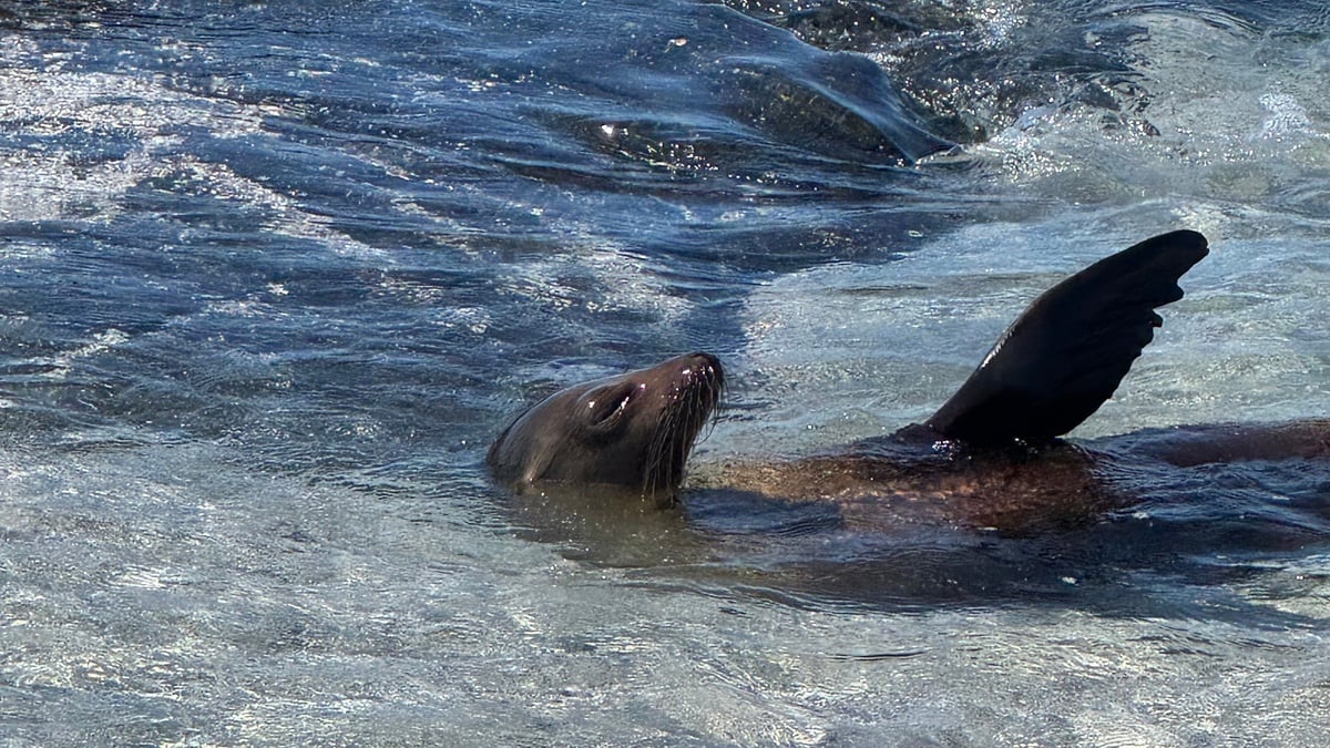Seal on Galápagos Islands