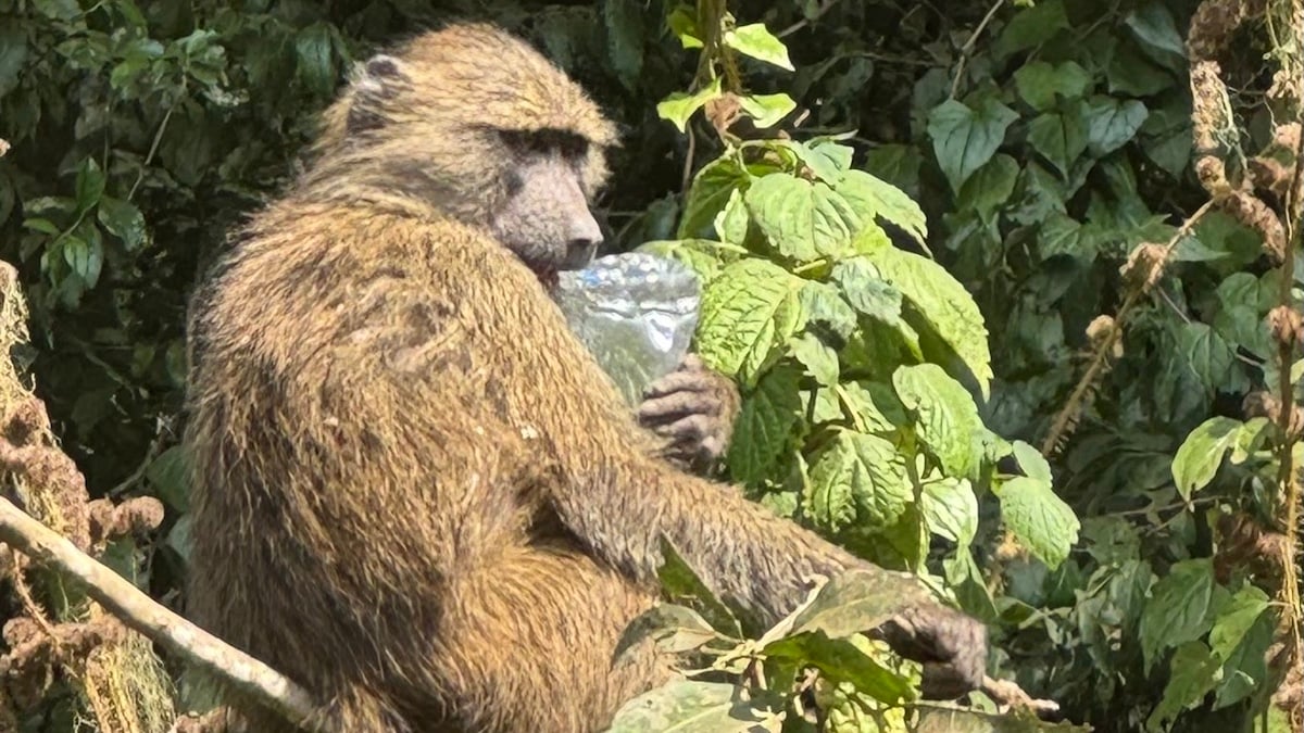 Closeup of monkey with discarded plastic water bottle